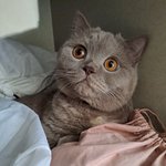 [고양이] 곰이와 <b>여우</b>