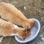<b>형제</b> 길냥냥이 보고가세요