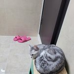 [고양이] 울<b>집</b> 귀요미 보고가세요2