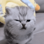 나 두살 때 사진.<b>gif</b>