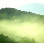 꽃가루 알<b>러지</b>의 철이 왔노..