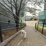 <b>세상</b>에서젤 귀여운강아지 사진있음!!!!