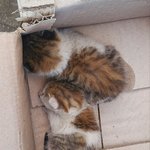 [이것좀봐줘] 얘들아.. 냥줍했는데 어쩌냐 이거?