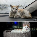 애<b>옹아</b> 이제 우린 가족이야