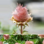 <b>식물</b>의 성장은 어디까지인가