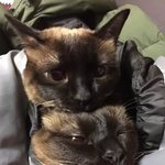 꾸준히 유기묘 입양한 <b>집사</b> 배우