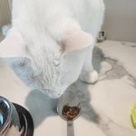 블랙데이 냥이랑 짜장면