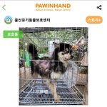[댓글부탁해] 개 키워본 애들아 조언 좀ㅠㅠ