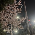 우리 동네 벚꽃 아직도 펴있음