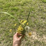 [댓글부탁해] 민들레랑 <b>들꽃</b> 잡초 같은 거 함부로 뽑아도 돼??