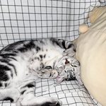 [고양이] 노는데 진심인 울 냥님❤️