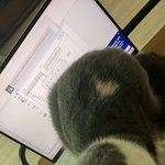 진짜 우리집 <b>괭이</b> 때문에 과재를 할수가 없따