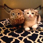 냥이&amp;<b>올빼미</b>, 난 이 조합 찬성