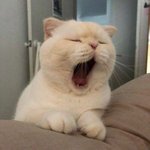 주인아 이제 들어오는 거야?