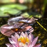 <b>이너</b> 피스의 상징 아닐까?