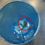 햄버거 먹다가 충격 콜라 컵 <b>속</b>에 얼음만한 바퀴벌레 꿈<b>틀</b>