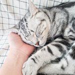 [고양이] 오잉? <b>백호</b> 오늘의 판에 뜬 기념❤️