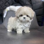 우리반 <b>남미</b>새 <b>찐따</b> 하는짓 ㅈㄴ웃김