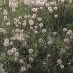 집 오는데 <b>민들레</b> 엄청 많이 봤어