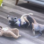 <b>심즈</b> 이거 넘 귀엽지 않아??