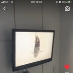 인스타 이거 본적있음?
