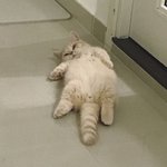 모짜<b>렐라</b> 치즈 피자