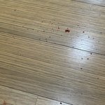 고양이<b>코피</b>