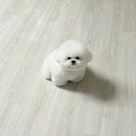 (귀여움이)<b>위협</b>적인 솜뭉치들