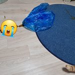 나의 동거묘 도칠이 난장판... 후 취침..