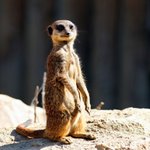 친구들이 나보고 <b>미어캣</b>상이래