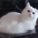 흰 고양이