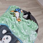 [슈나우저] 우리<b>강</b>쥐귀여워서