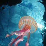 존재한다는 게 새삼 신기한 해양 <b>생물</b>