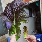 진격의<b>상추</b>