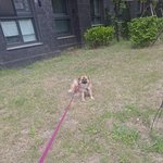 <b>산책</b>하는 멈머 집가자고 하면 갑자기 주저앉는 이유