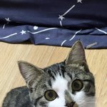 너네 인스타에 시루떡 <b>고양</b>이 아냐