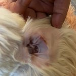 [이것좀봐줘] {<b>애견</b>미용사고} <b>애견</b>숍에 강아지 미용맡겼더니 어깨가...