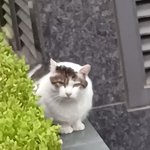 길고양이 ㅈㄴ <b>표독</b>스러워보임