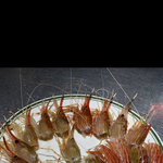 고성에서 <b>독도</b>꽃새우라고 먹었는데 이거 맞나요?