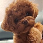 <b>말티푸</b> 보고가세요 ! 4