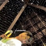 [NCT드림] <b>펫캠</b>아냐?????