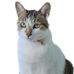 저희집 냥이들입니다