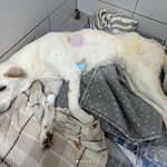 신혼부부한테 큰 사고가 났어(톡 후기)
