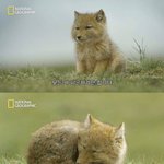 벨툰 코드네임 아나스타샤 <b>작화</b> 미침