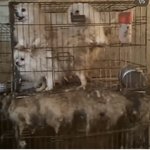 [방탈죄송] 애견샵 강아지 <b>사지</b>마세요.. 돈많이들어...