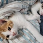 [고양이] 두달 된 아<b>깽이</b> 임보중이에요:)