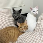[고양이] 방구석 냥이들의 일상 4탄!
