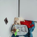 [강아지] 수정) <b>졸</b><b>귀</b> 주의 ㄷㄷ <b>새끼</b> 차우차우 어때?