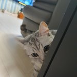 [고양이] 울집 귀요미 냥이 보고가세요-3