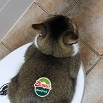 [댓글부탁해] 올영 <b>왁스</b> 뭐사야 제모 잘됨?